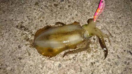 本日は多種の魚が釣れました！太刀魚、タコ、…